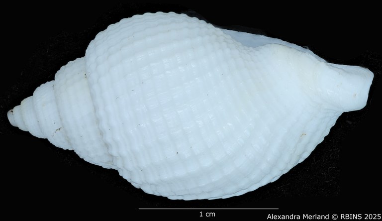 BE-RBINS-INV-MT-3171-Cancellaria-petuchi-pt-L2.jpg