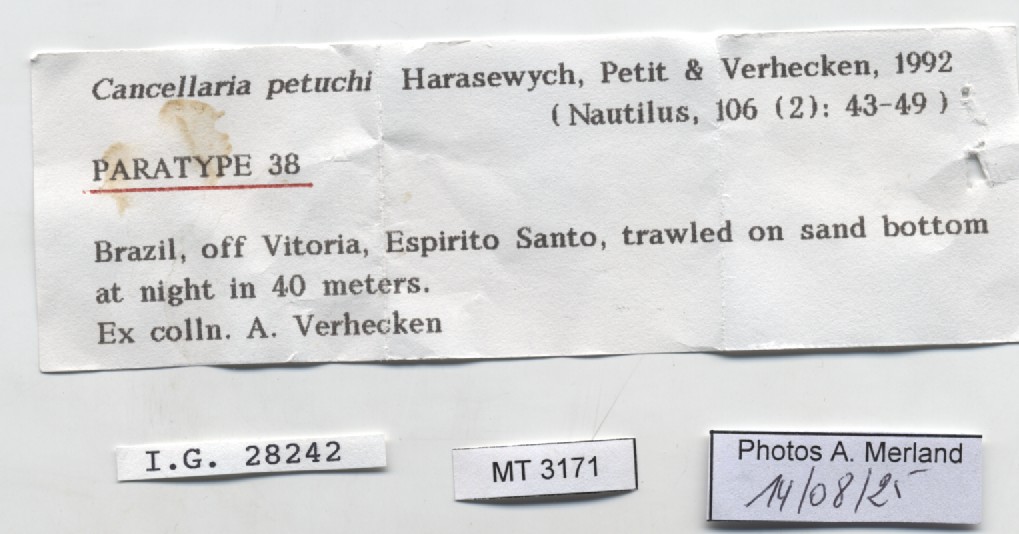 BE-RBINS-INV-MT-3171-Cancellaria-petuchi-pt-label.jpg