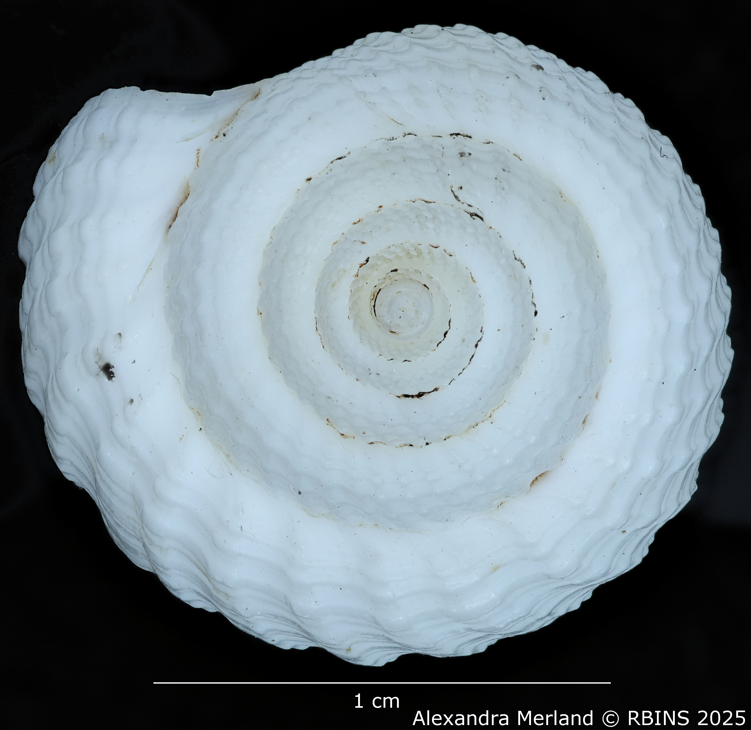 BE-RBINS-INV-MT-3171-Cancellaria-petuchi-pt-Top.jpg