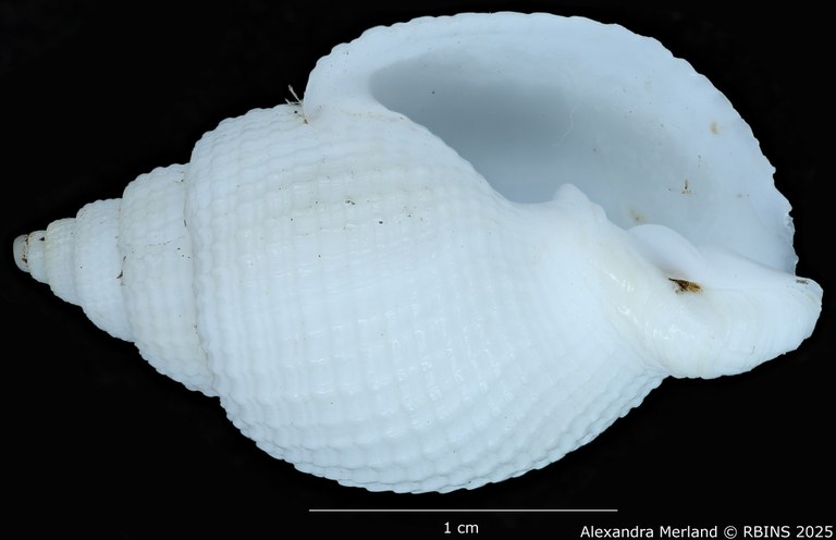 BE-RBINS-INV-MT-3171-Cancellaria-petuchi-pt-V.jpg