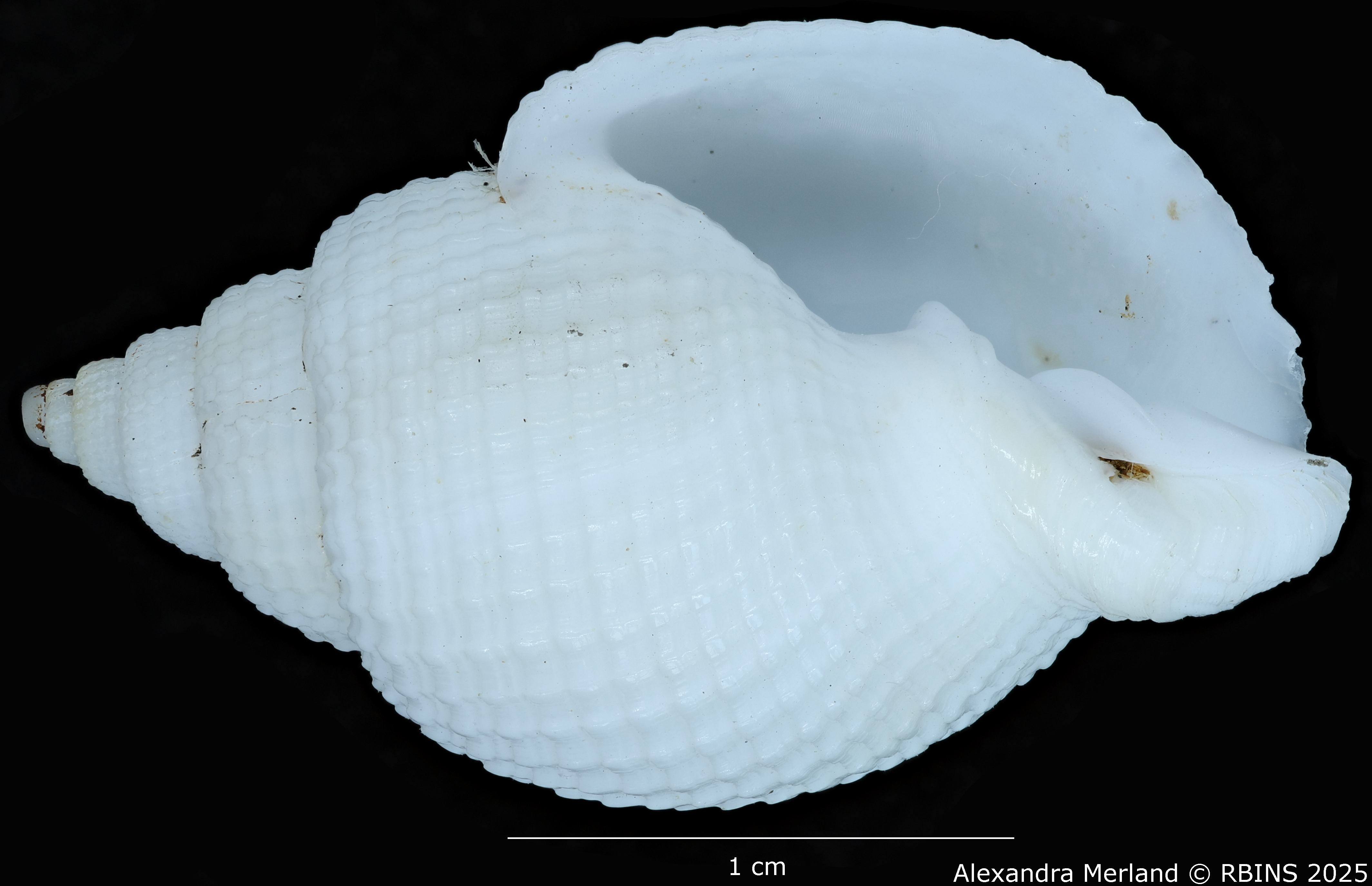 BE-RBINS-INV-MT-3171-Cancellaria-petuchi-pt-V.jpg
