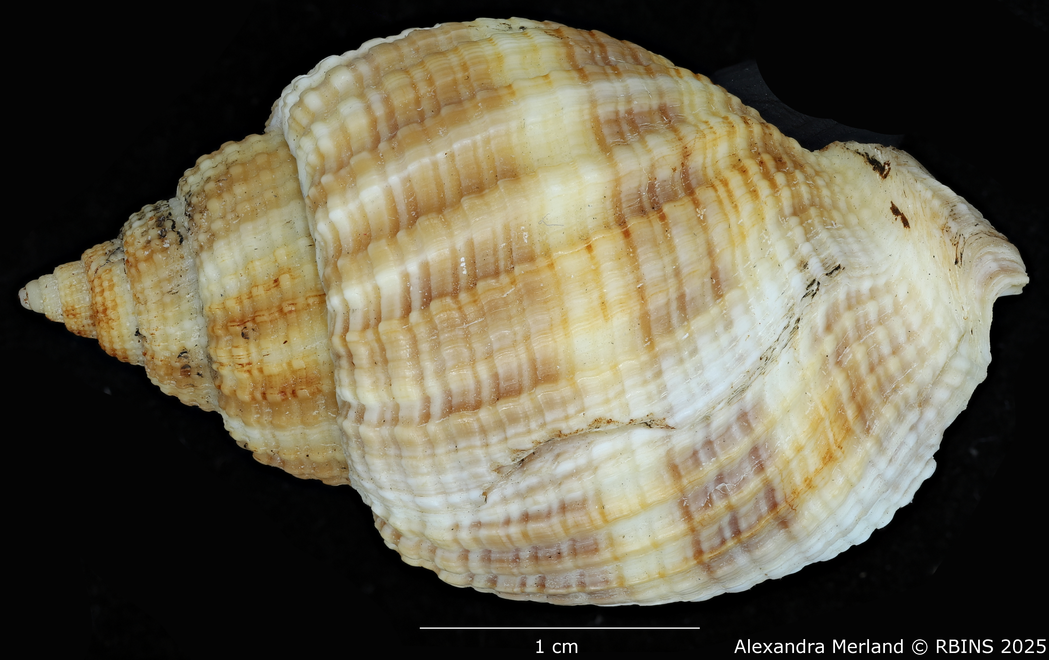 BE-RBINS-INV-MT-3170-Cancellaria-petuchi-pt-D.jpg