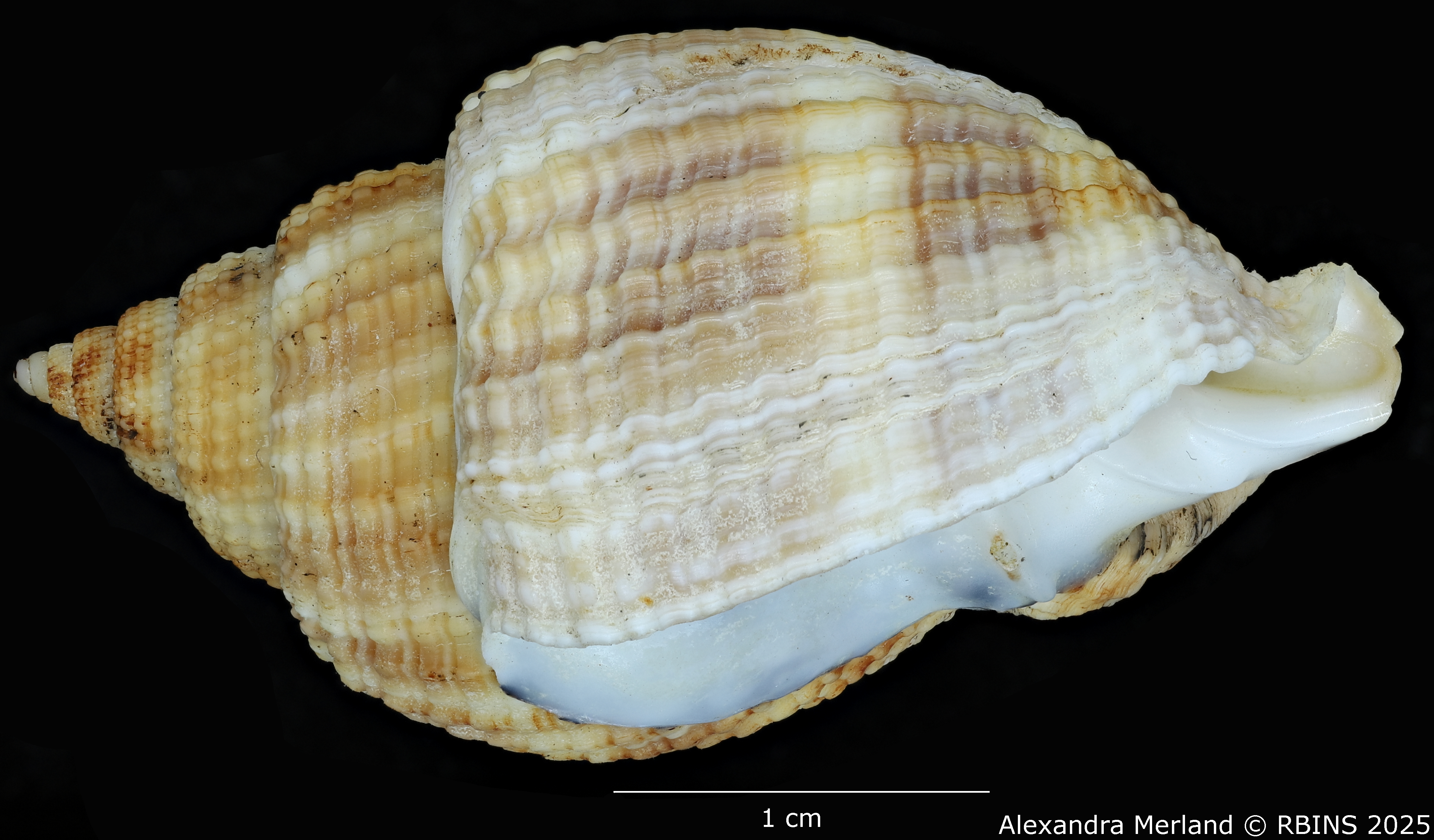 BE-RBINS-INV-MT-3170-Cancellaria-petuchi-pt-L.jpg