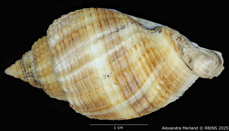 BE-RBINS-INV-MT-3170-Cancellaria-petuchi-pt-L2.jpg