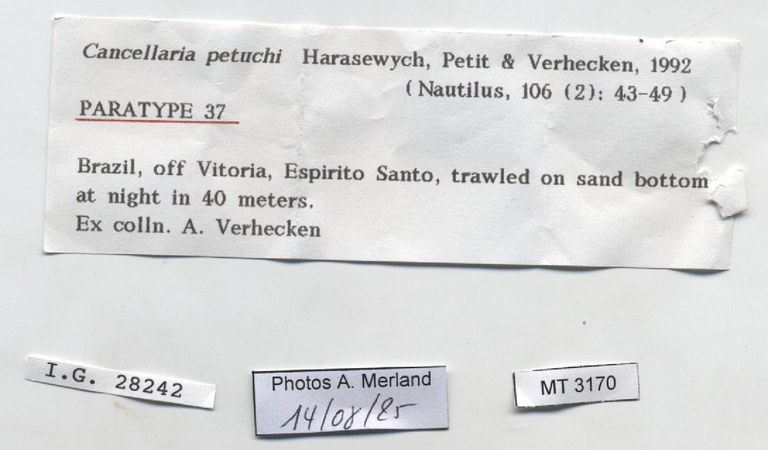 BE-RBINS-INV-MT-3170-Cancellaria-petuchi-pt-label.jpg