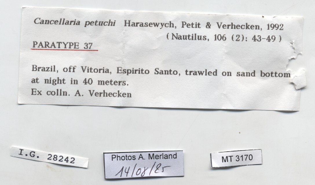 BE-RBINS-INV-MT-3170-Cancellaria-petuchi-pt-label.jpg