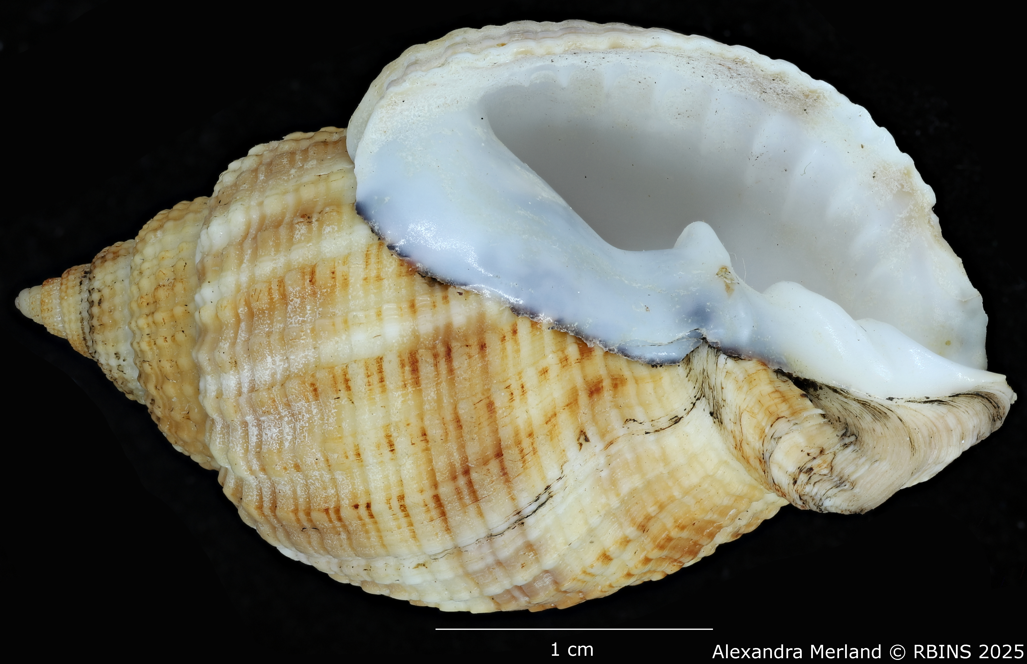 BE-RBINS-INV-MT-3170-Cancellaria-petuchi-pt-V.jpg