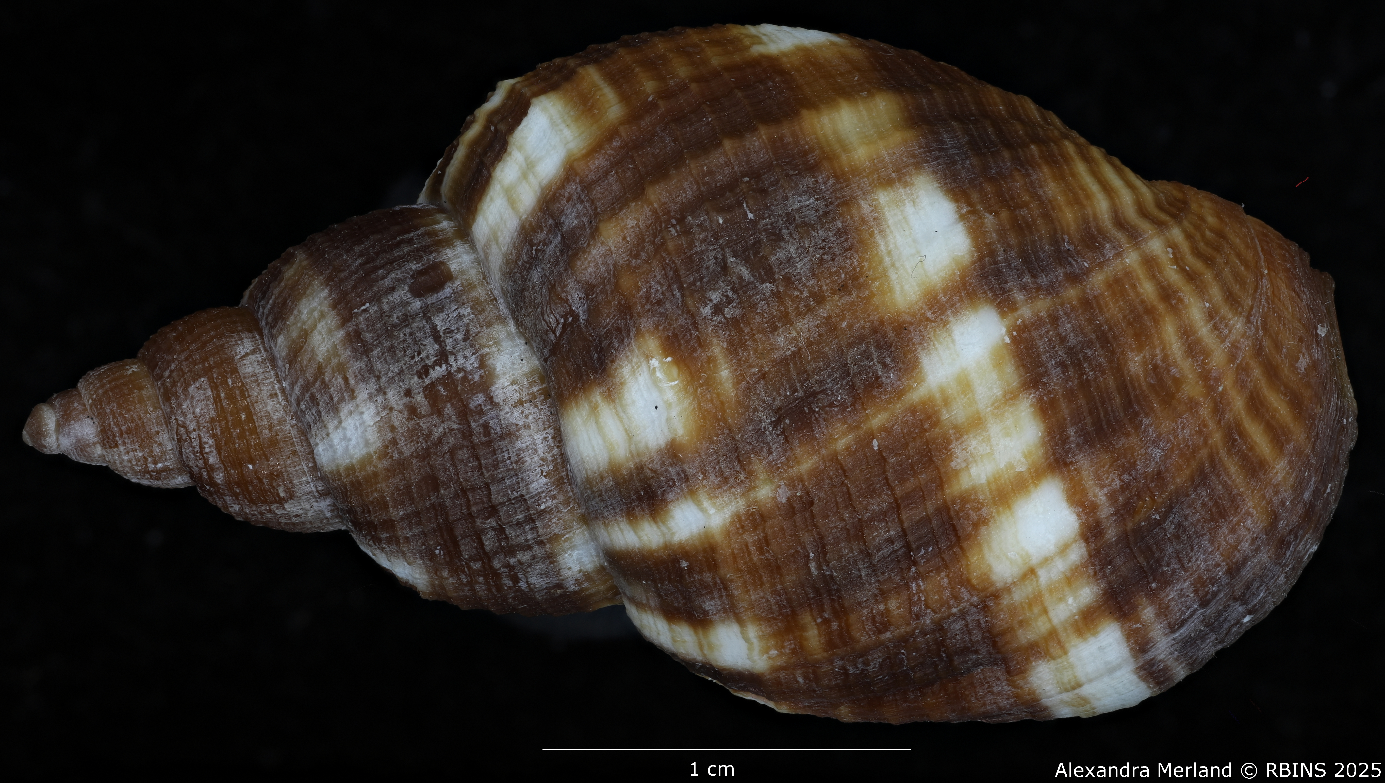 BE-RBINS-INV-MT-3616-Merica-pilasensis-ht-D.jpg