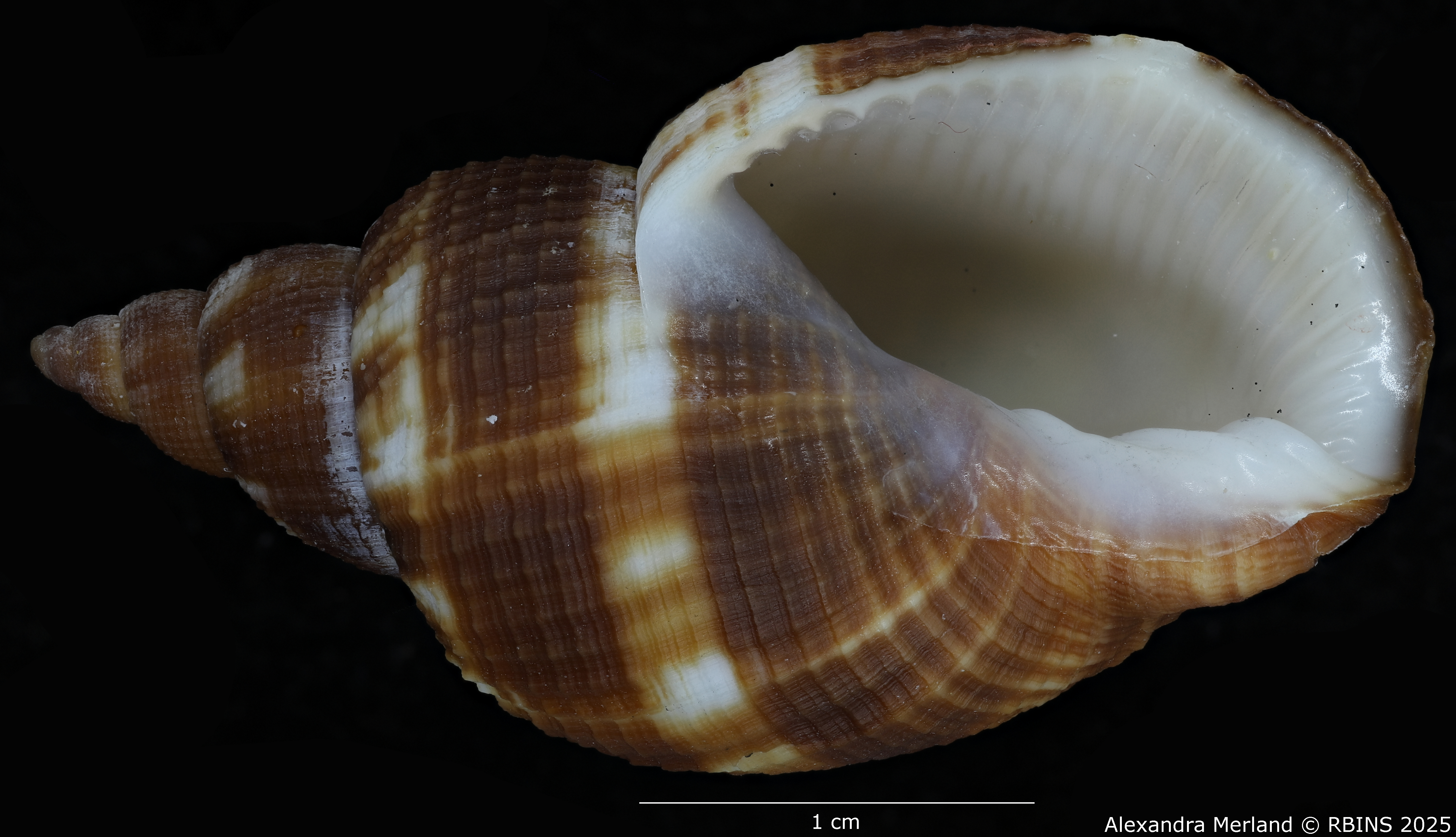 BE-RBINS-INV-MT-3616-Merica-pilasensis-ht-V.jpg