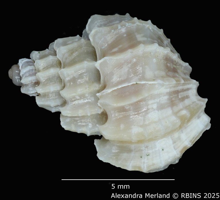 BE-RBINS-INV-MT-1967-Scalptia-crispatoides-hpt-D.jpg