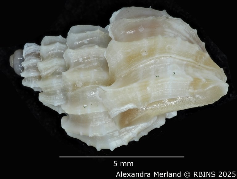 BE-RBINS-INV-MT-1967-Scalptia-crispatoides-hpt-L.jpg