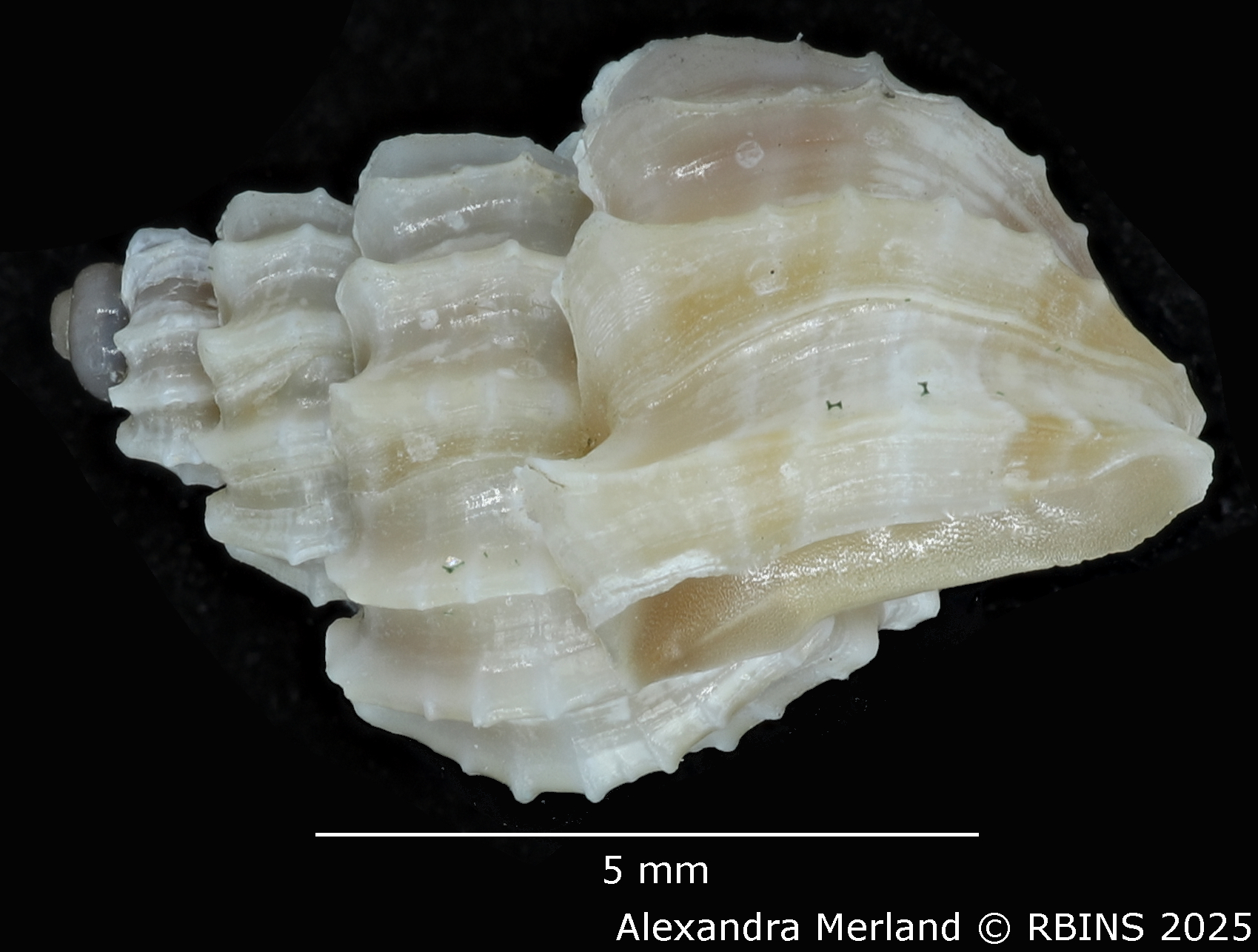 BE-RBINS-INV-MT-1967-Scalptia-crispatoides-hpt-L.jpg