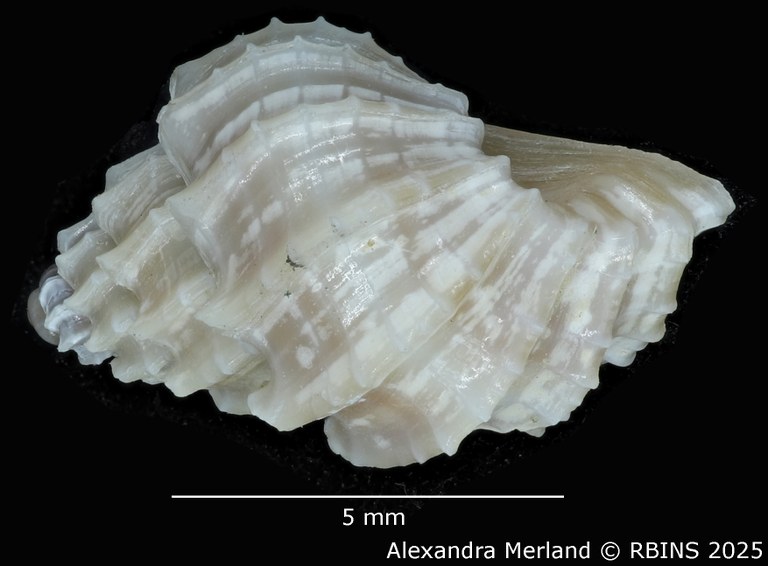 BE-RBINS-INV-MT-1967-Scalptia-crispatoides-hpt-L2.jpg