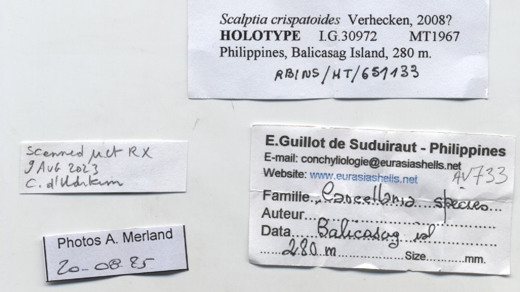 BE-RBINS-INV-MT-1967-Scalptia-crispatoides-hpt-label.jpg