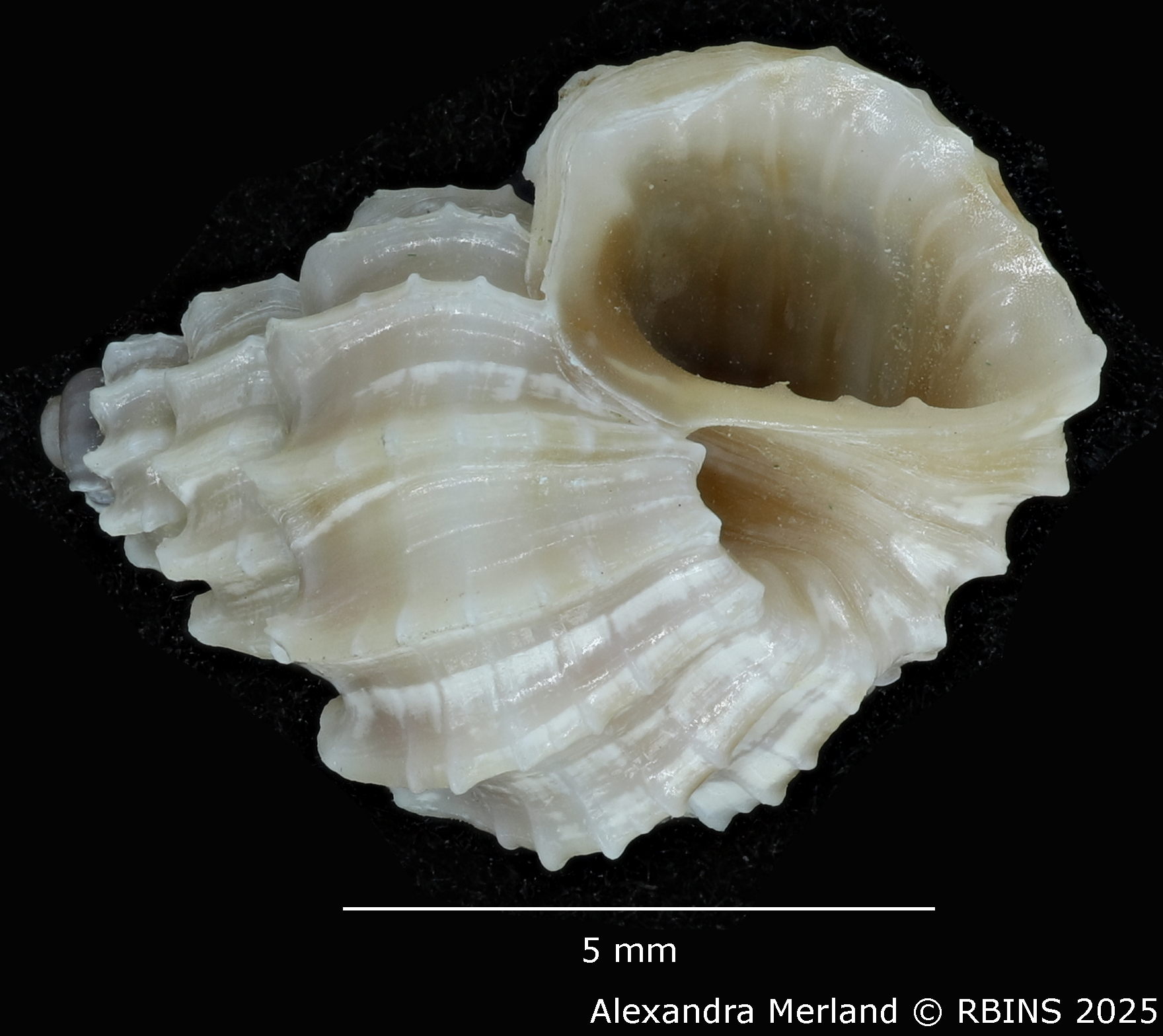 BE-RBINS-INV-MT-1967-Scalptia-crispatoides-hpt-V.jpg