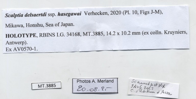BE-RBINS-INV-MT-3885-Scalptia-delsaerdti-hasegawai-ht-label.jpg