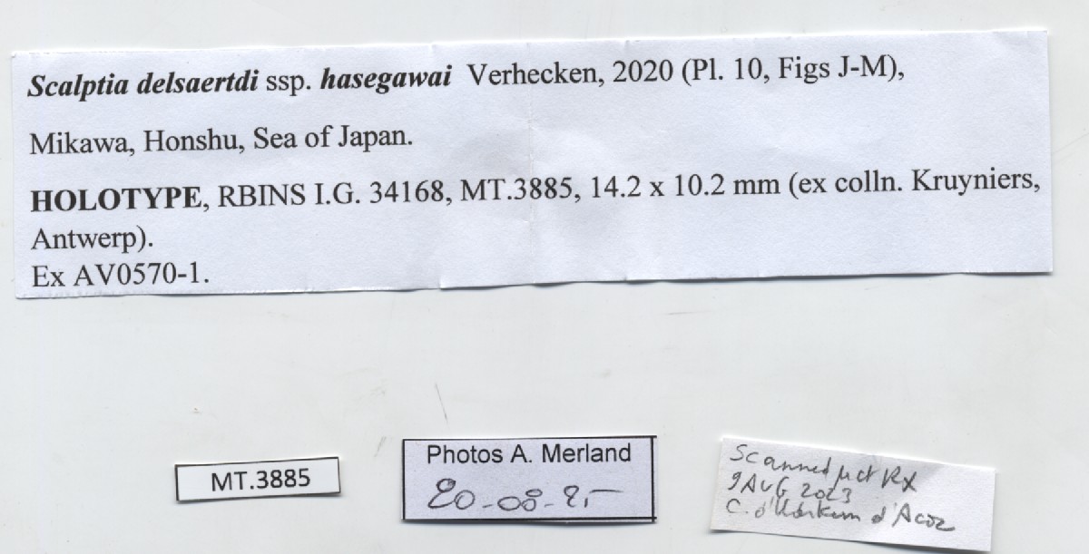 BE-RBINS-INV-MT-3885-Scalptia-delsaerdti-hasegawai-ht-label.jpg