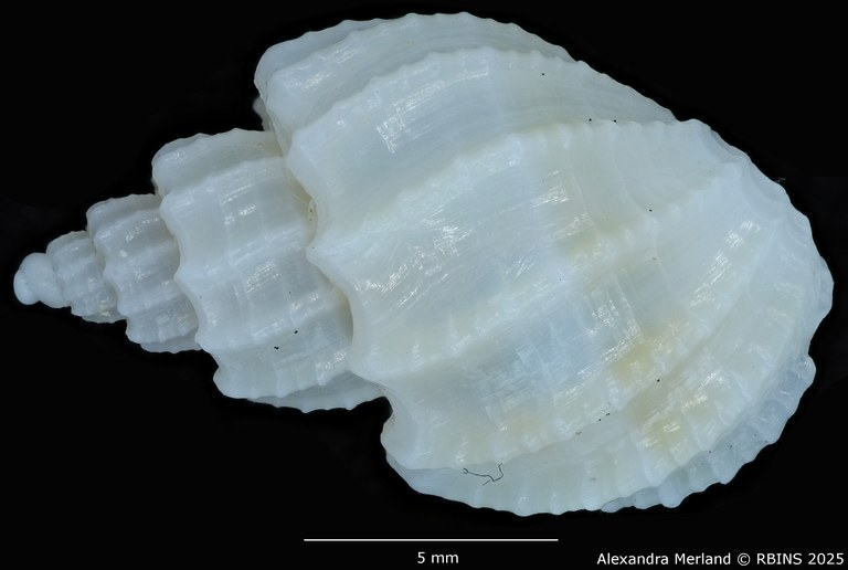 BE-RBINS-INV-MT-3208-Scalptia-harmulensis-ht-D.jpg