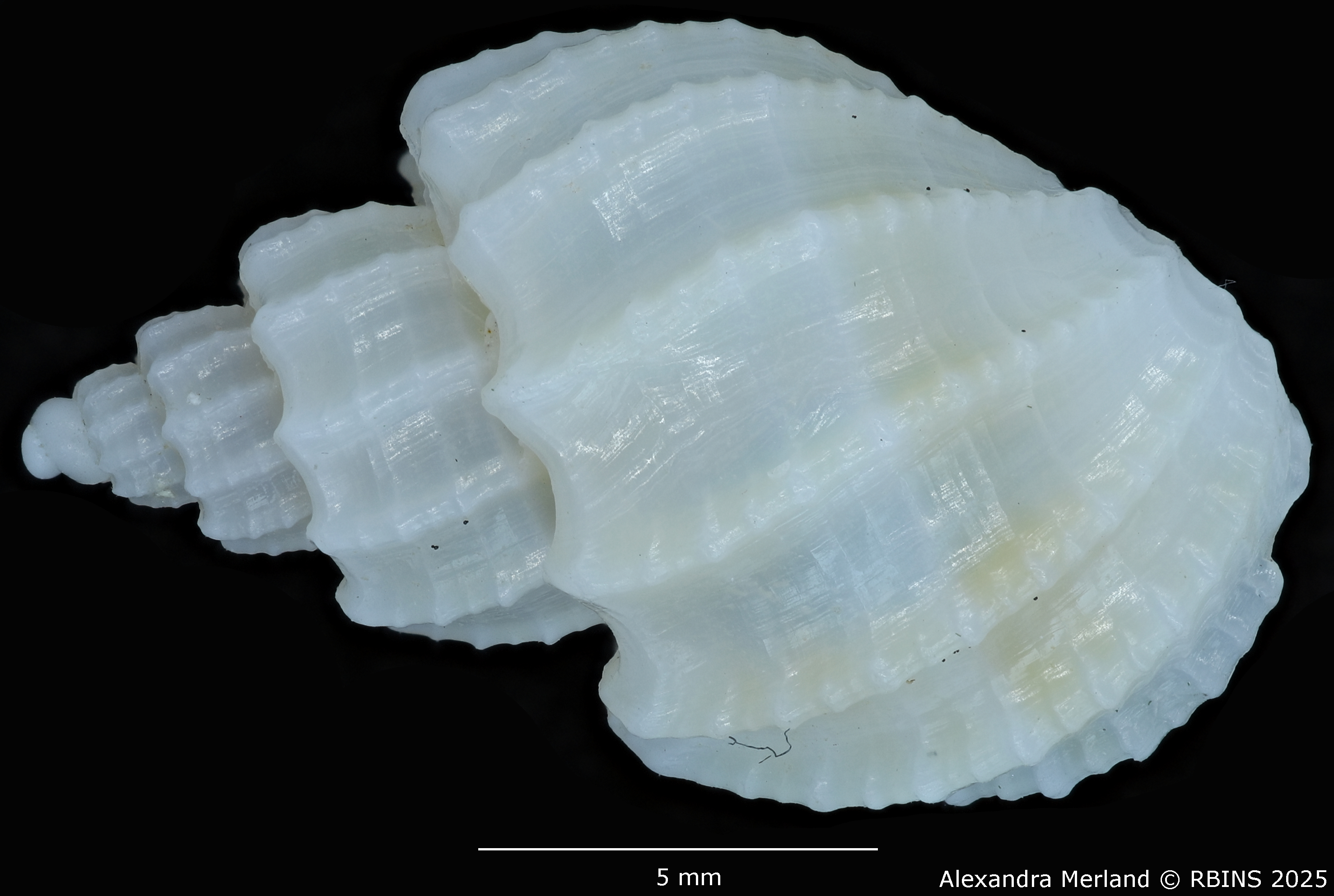 BE-RBINS-INV-MT-3208-Scalptia-harmulensis-ht-D.jpg