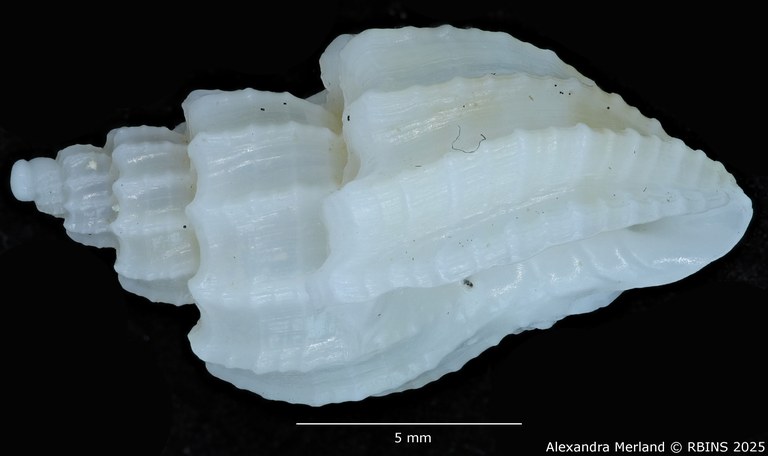BE-RBINS-INV-MT-3208-Scalptia-harmulensis-ht-L.jpg