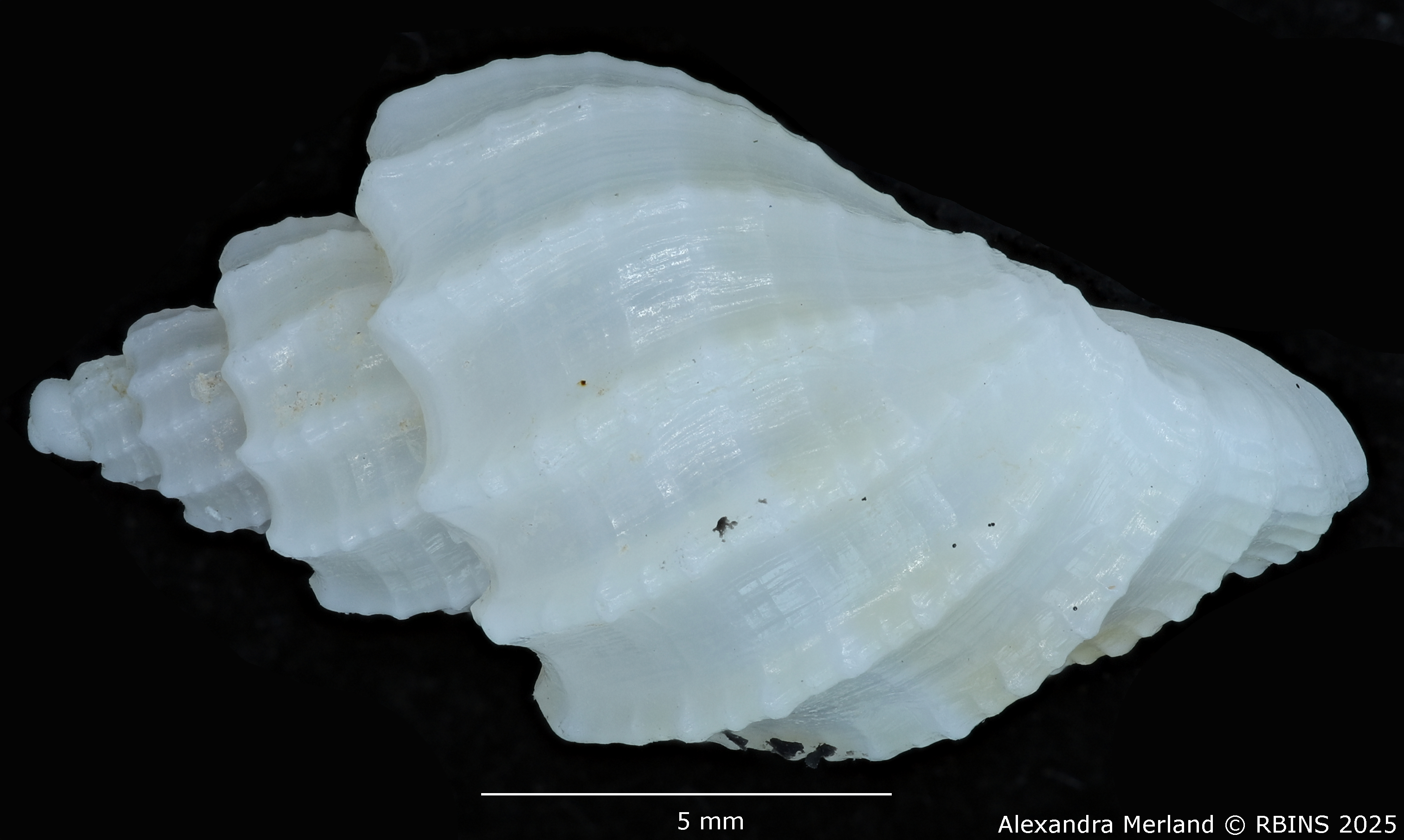 BE-RBINS-INV-MT-3208-Scalptia-harmulensis-ht-L2.jpg