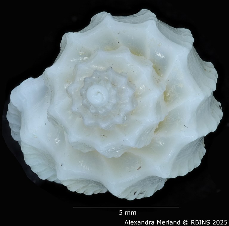 BE-RBINS-INV-MT-3208-Scalptia-harmulensis-ht-Top.jpg