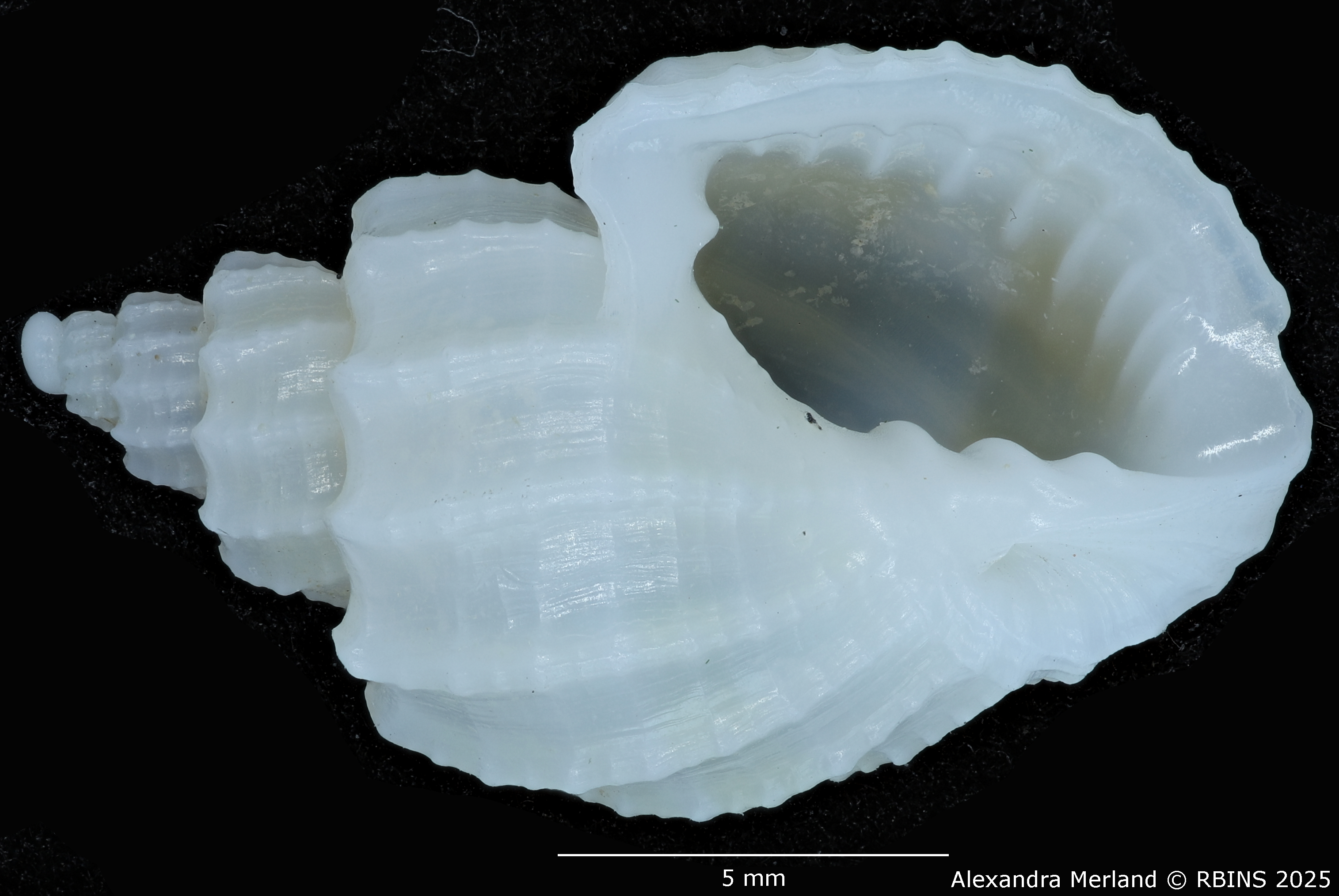 BE-RBINS-INV-MT-3208-Scalptia-harmulensis-ht-V.jpg