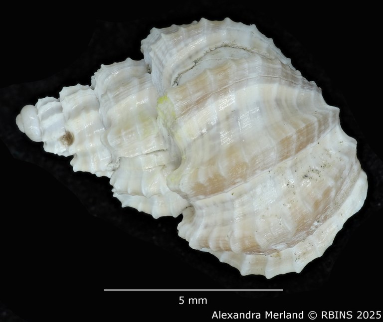BE-RBINS-INV-MT-3172-Scalptia-laingensis-pt-D.jpg