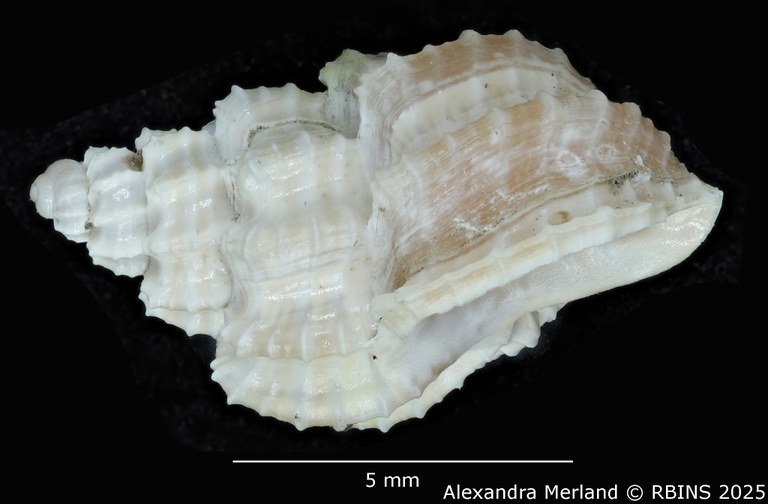 BE-RBINS-INV-MT-3172-Scalptia-laingensis-pt-L.jpg