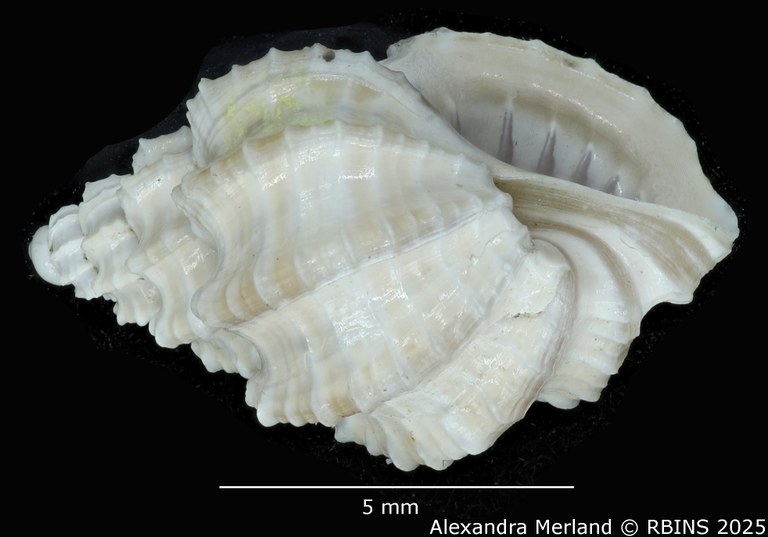 BE-RBINS-INV-MT-3172-Scalptia-laingensis-pt-L2.jpg