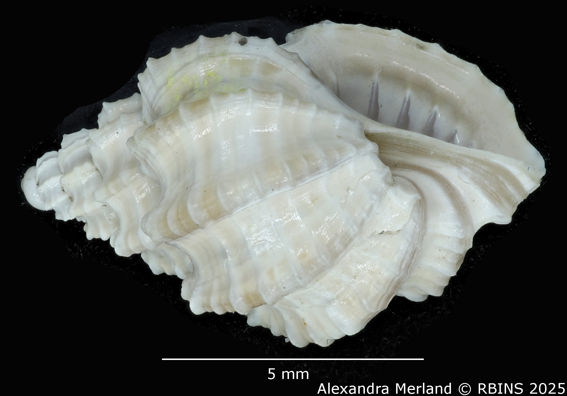 BE-RBINS-INV-MT-3172-Scalptia-laingensis-pt-L2.jpg