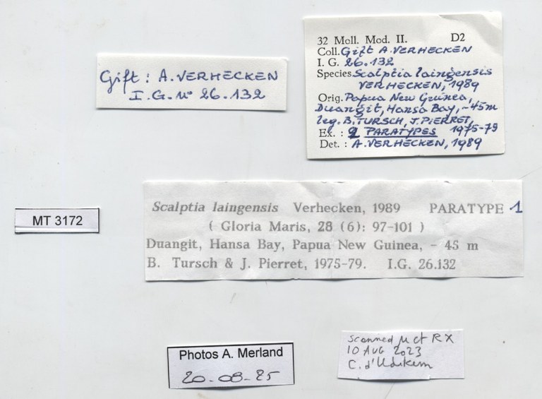 BE-RBINS-INV-MT-3172-Scalptia-laingensis-pt-label.jpg