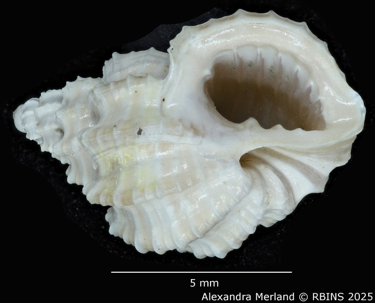 BE-RBINS-INV-MT-3172-Scalptia-laingensis-pt-V.jpg
