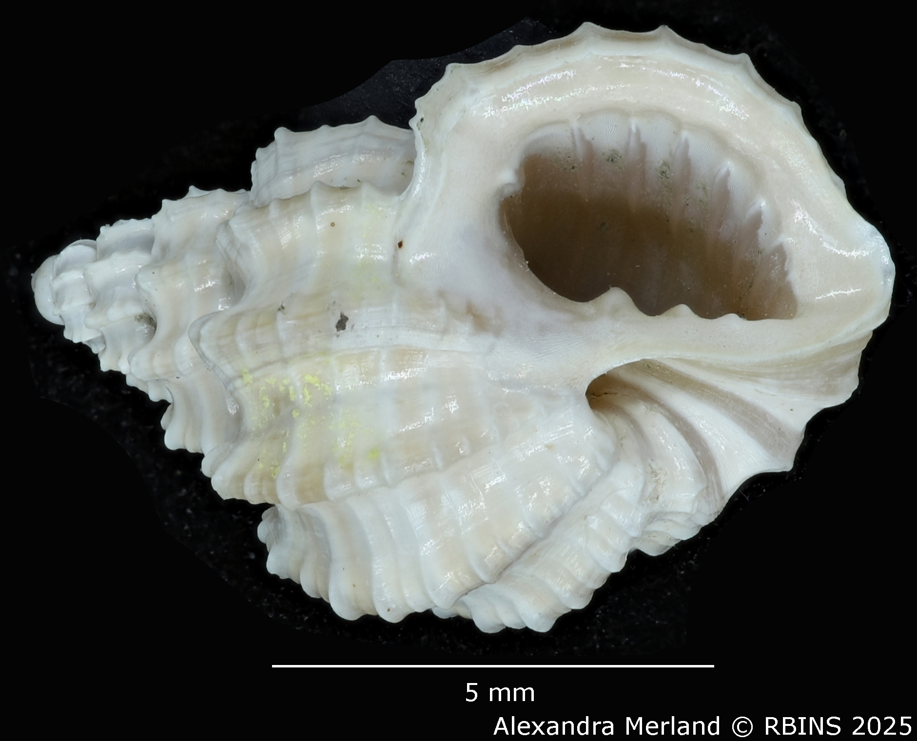 BE-RBINS-INV-MT-3172-Scalptia-laingensis-pt-V.jpg
