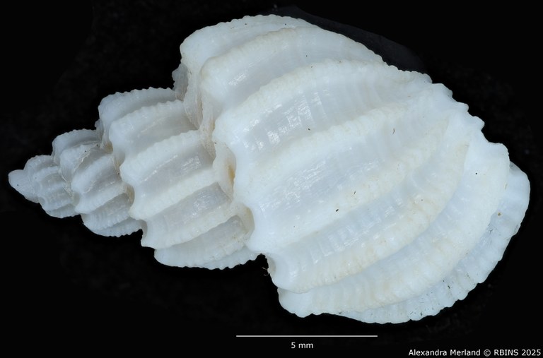 BE-RBINS-INV-MT-3886-Scalptia-rashafunensis-ht-D.jpg