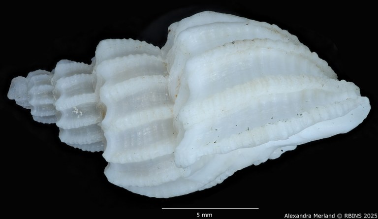 BE-RBINS-INV-MT-3886-Scalptia-rashafunensis-ht-L.jpg
