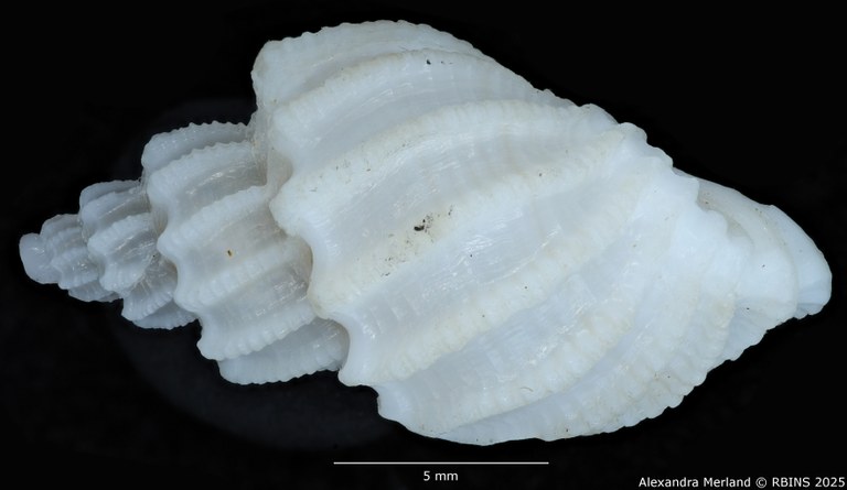BE-RBINS-INV-MT-3886-Scalptia-rashafunensis-ht-L2.jpg