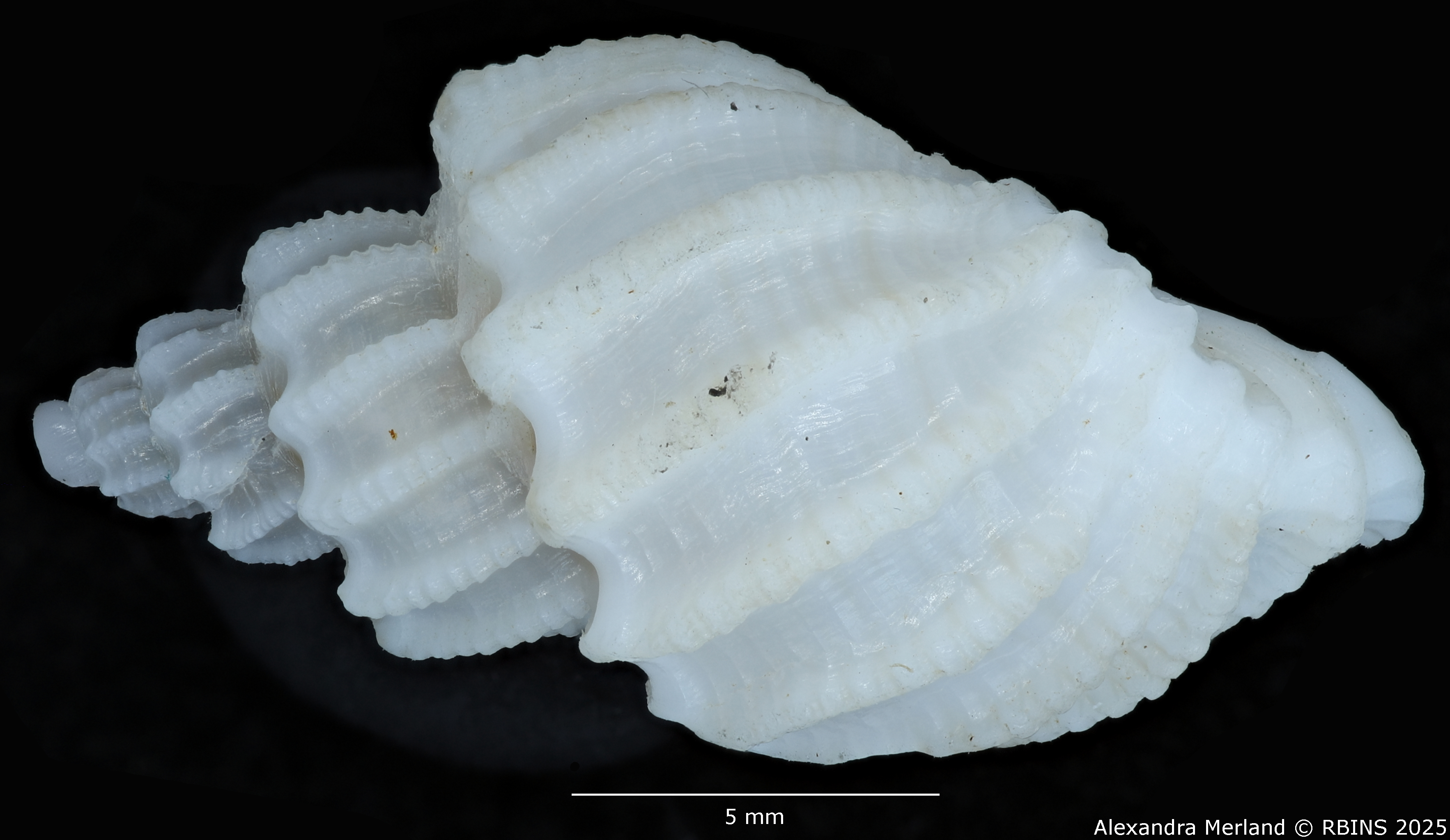 BE-RBINS-INV-MT-3886-Scalptia-rashafunensis-ht-L2.jpg