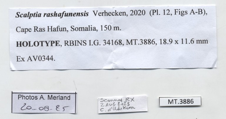 BE-RBINS-INV-MT-3886-Scalptia-rashafunensis-ht-label.jpg