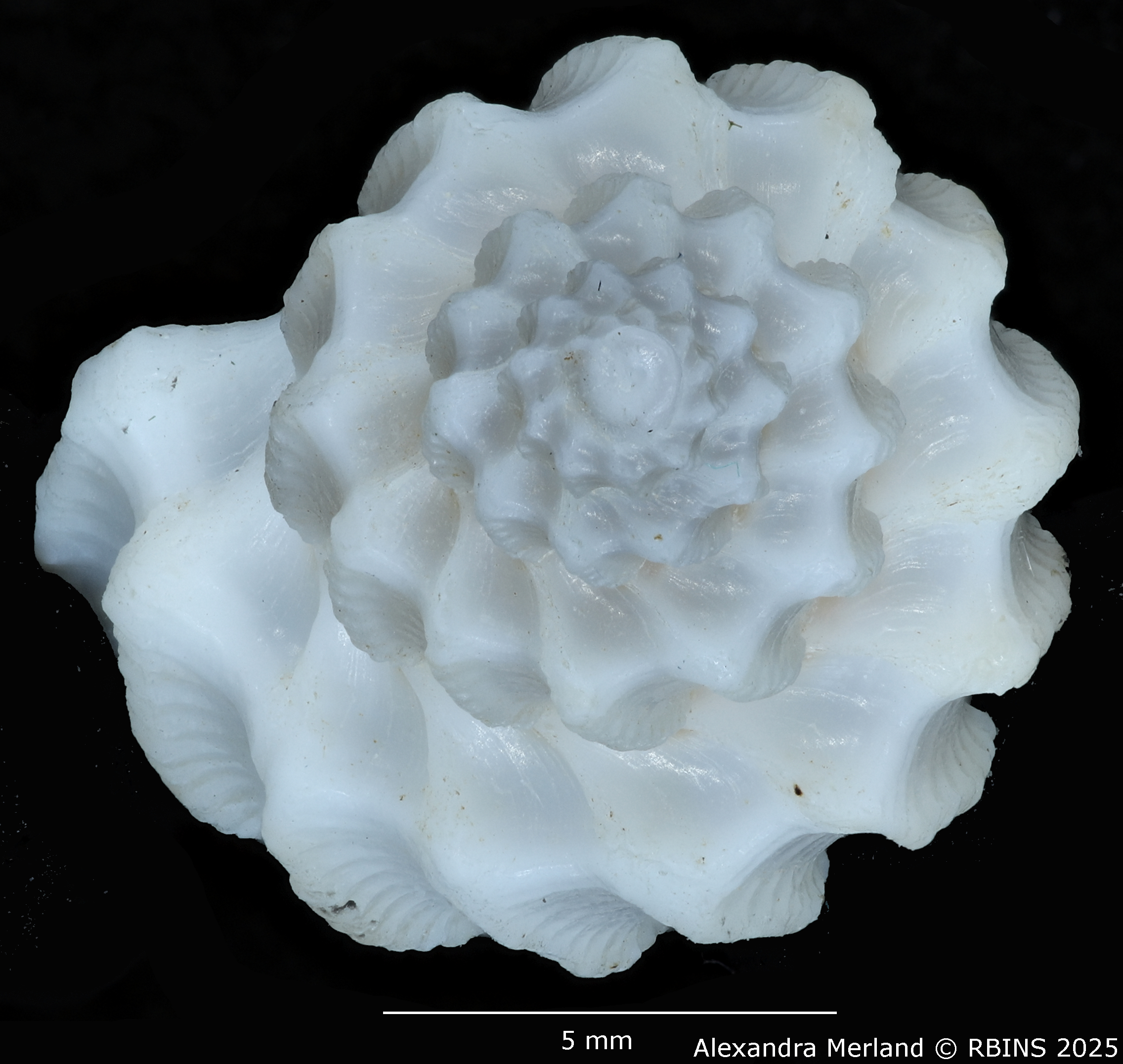 BE-RBINS-INV-MT-3886-Scalptia-rashafunensis-ht-Top.jpg