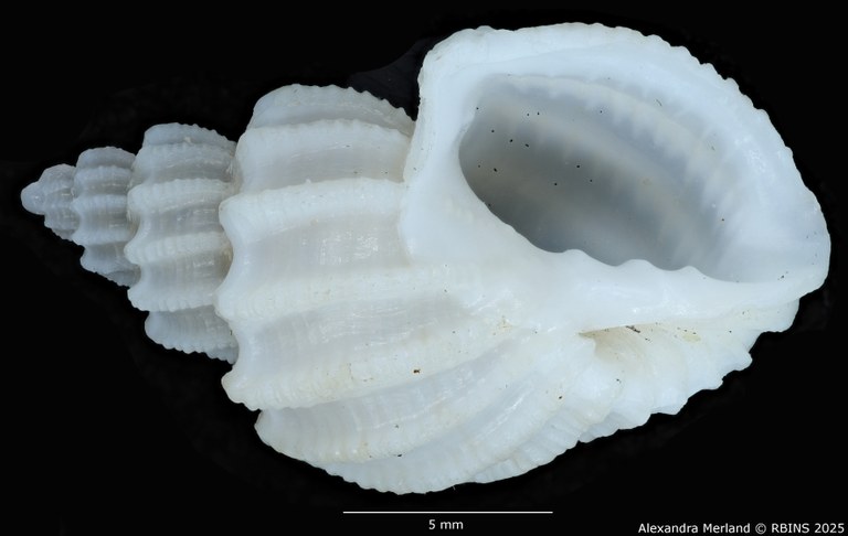 BE-RBINS-INV-MT-3886-Scalptia-rashafunensis-ht-V.jpg