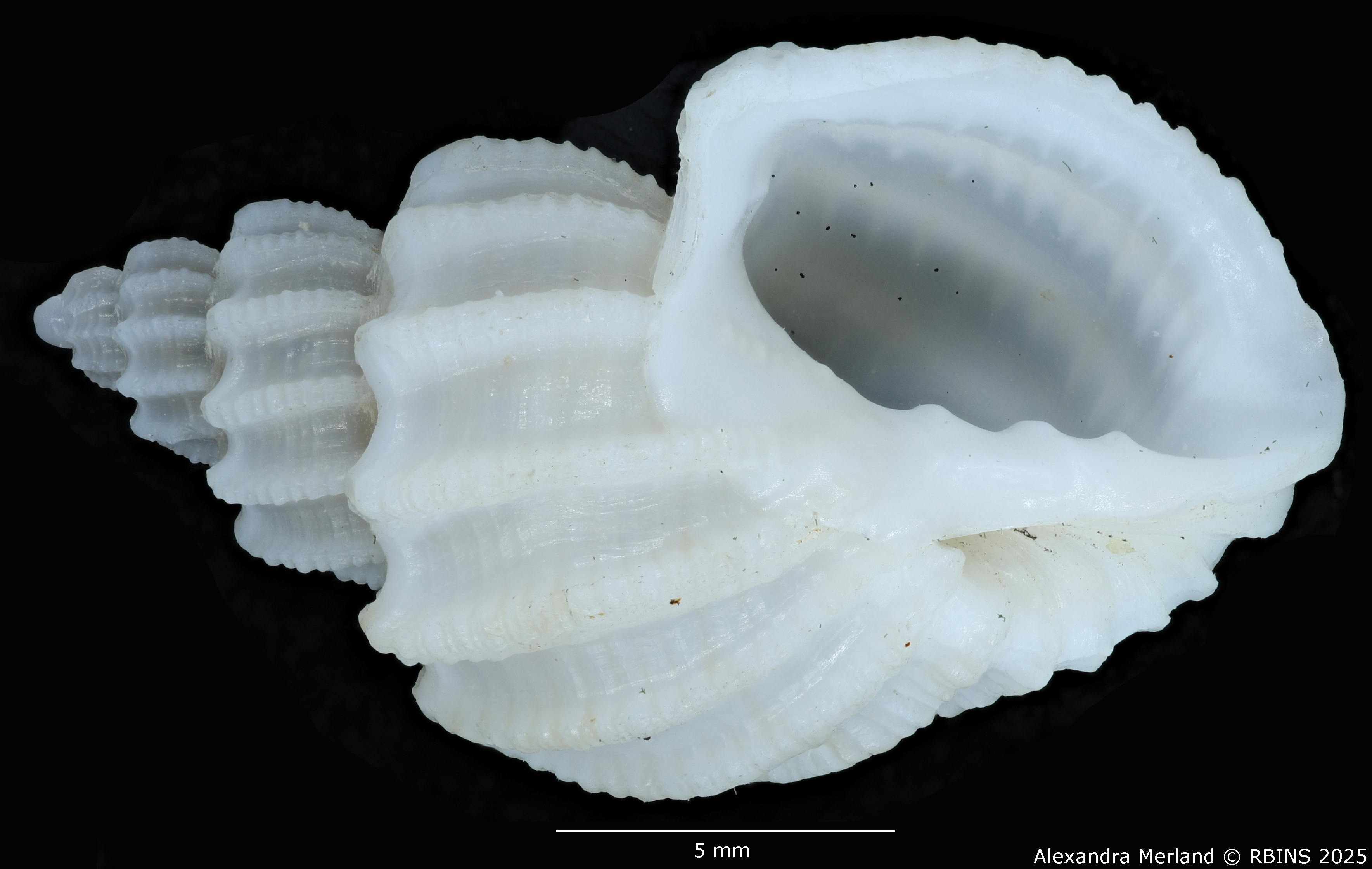 BE-RBINS-INV-MT-3886-Scalptia-rashafunensis-ht-V.jpg