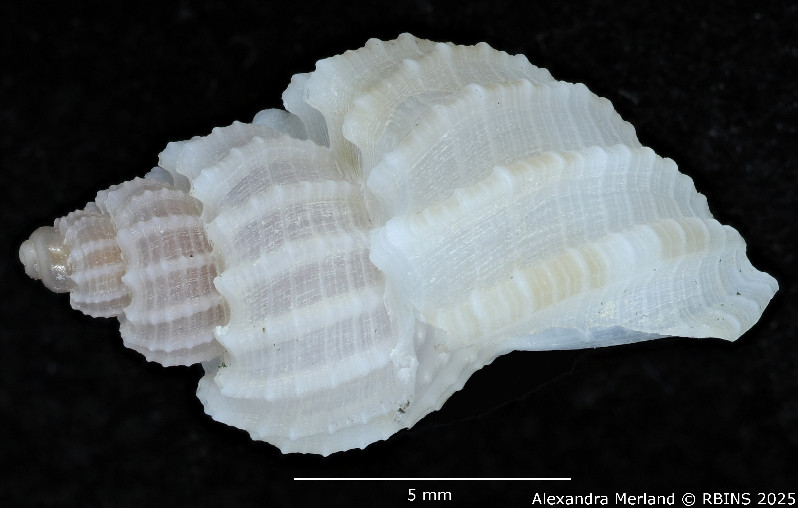 BE-RBINS-INV-MT-3174-Scalptia-vangoethemi-pt-L.jpg