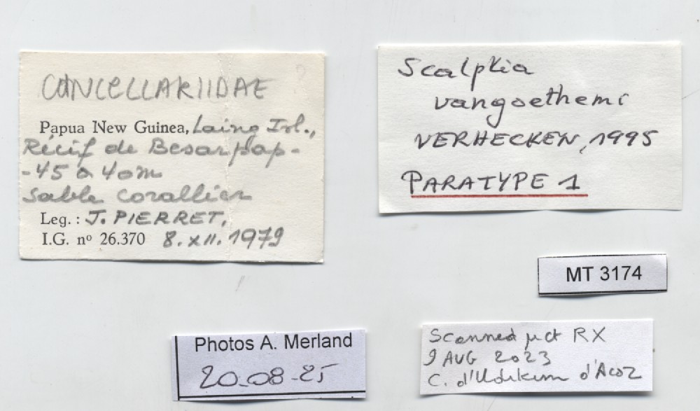 BE-RBINS-INV-MT-3174-Scalptia-vangoethemi-pt-label.jpg