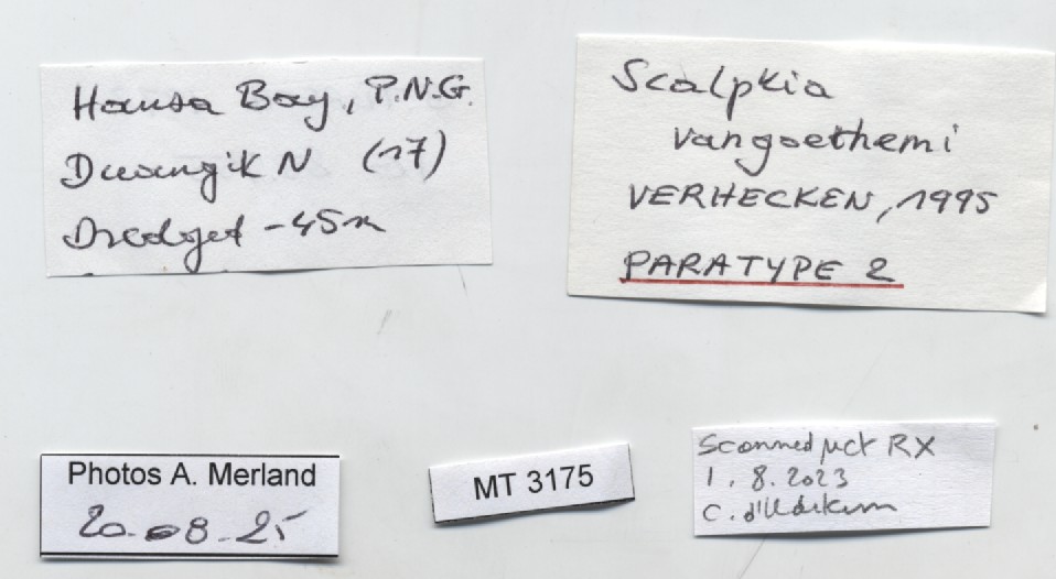 BE-RBINS-INV-MT-3175-Scalptia-vangoethemi-pt-label.jpg
