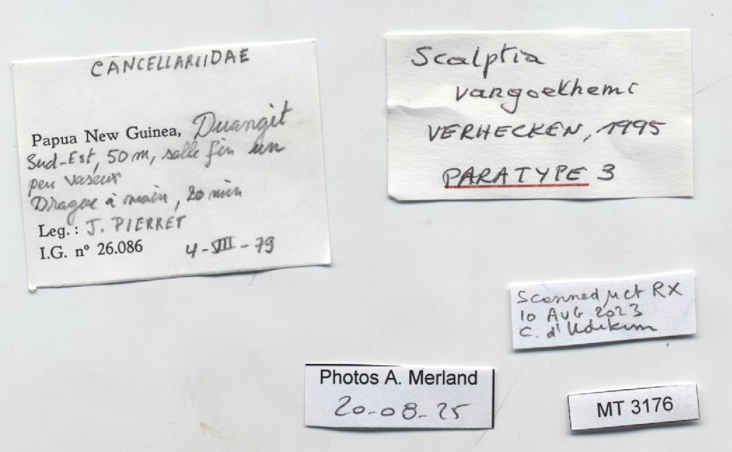 BE-RBINS-INV-MT-3176-Scalptia-vangoethemi-pt-label.jpg