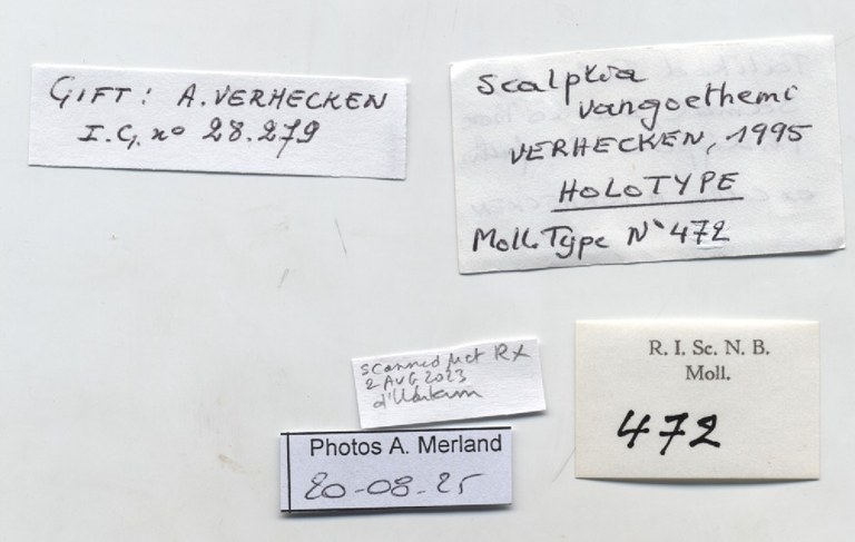 BE-RBINS-INV-MT-472-Scalptia-vangoethemi-ht-label.jpg
