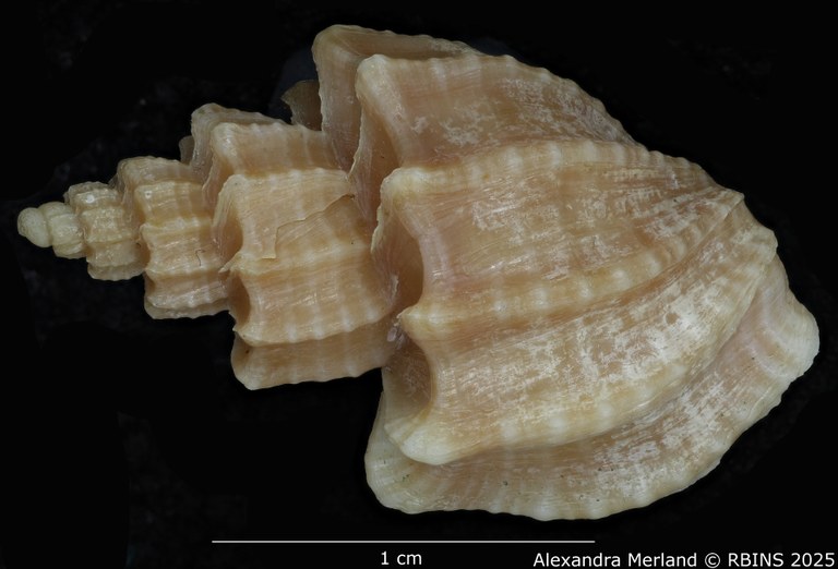 BE-RBINS-INV-MT-3617-Trigonaphera-sinonippon-ht-D.jpg