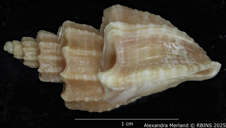 BE-RBINS-INV-MT-3617-Trigonaphera-sinonippon-ht-L.jpg