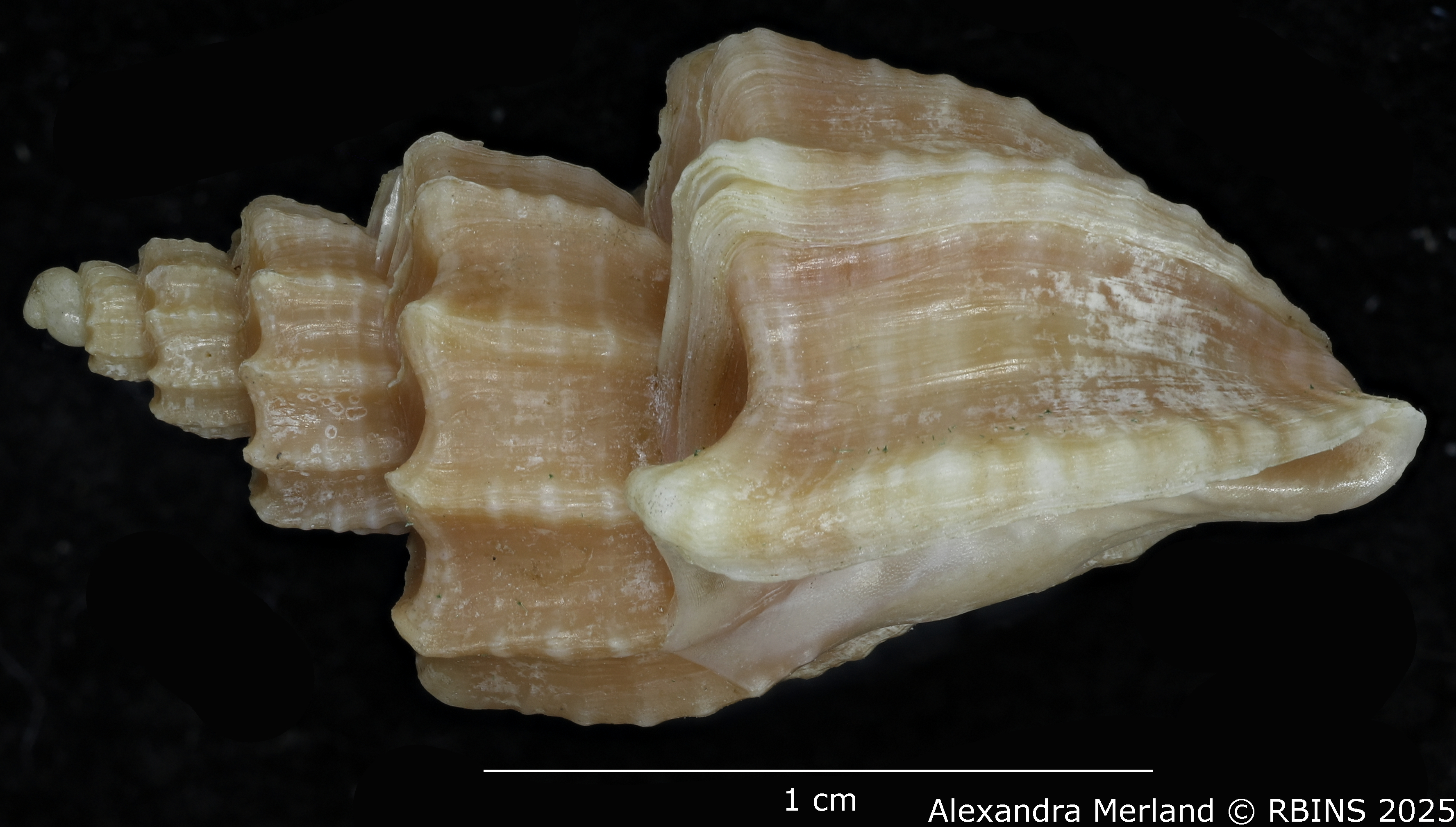 BE-RBINS-INV-MT-3617-Trigonaphera-sinonippon-ht-L.jpg